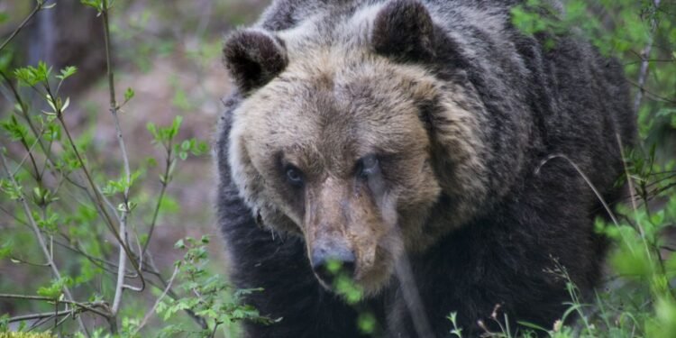 Un ours tue un jogger dans les Alpes italiennes. Qu'est-ce que cela signifie pour les efforts visant à ramener les ours dans la région ? – Thebuzzly