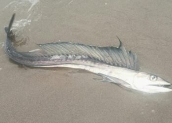 Des poissons cannibales insaisissables de la zone crépusculaire s'échouent sur les plages de l'Oregon et personne ne sait pourquoi