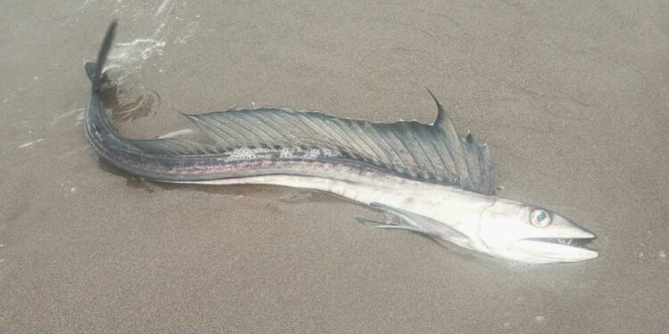 Des poissons cannibales insaisissables de la zone crépusculaire s'échouent sur les plages de l'Oregon et personne ne sait pourquoi