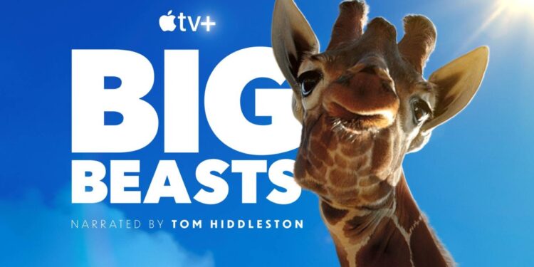 1683777394_Comment-regarder-Big-Beasts-Rejoignez-Tom-Hiddleston-pour-une-visitejpg
