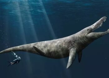 Des restes de monstres marins du Jurassique vraiment gigantesques découverts par hasard dans un musée