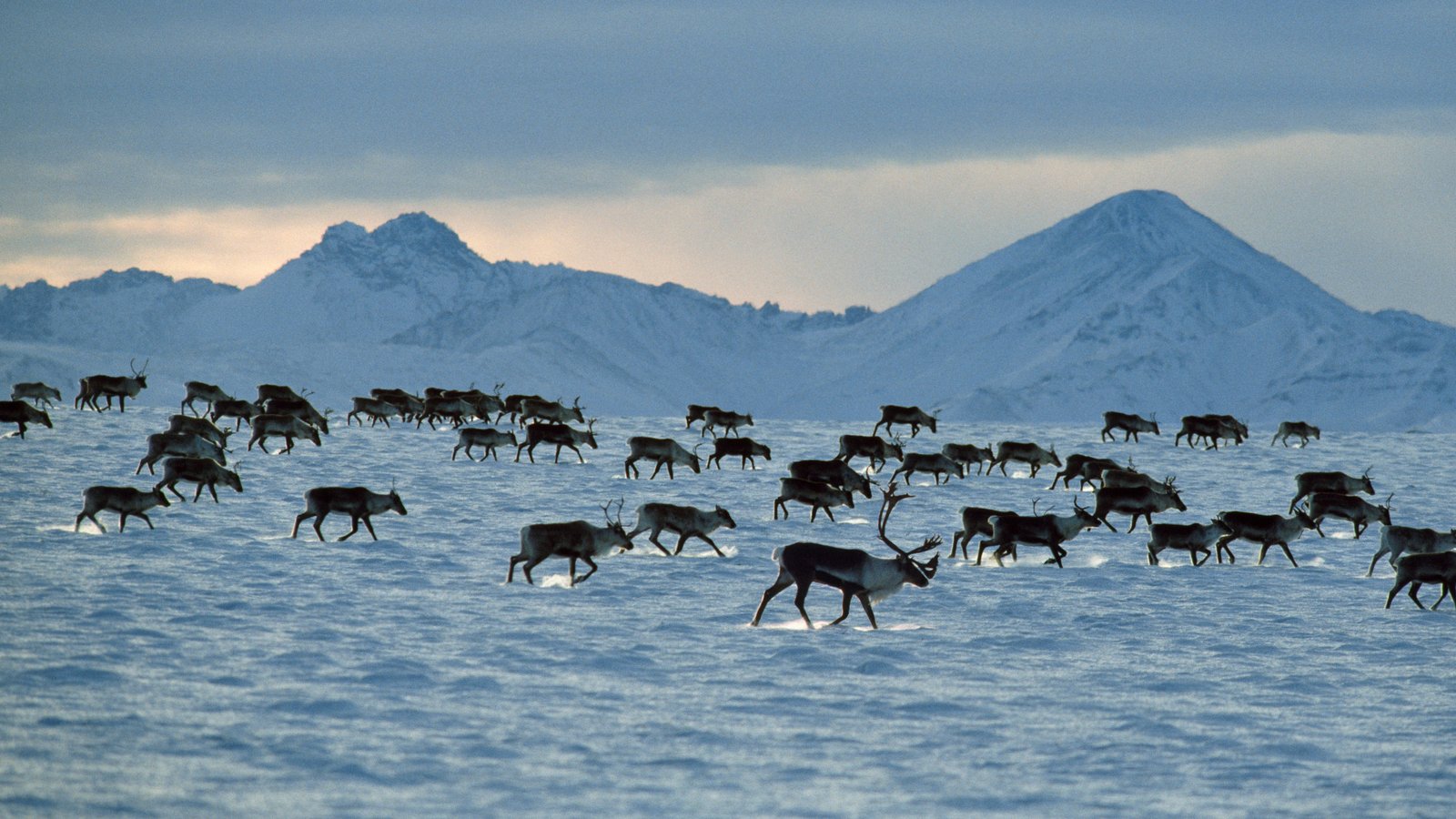 Un troupeau de caribous sur une plaine glacée en Alaska