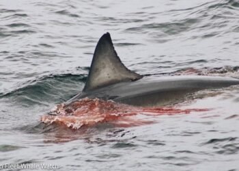 Regardez un grand requin blanc dévorer un phoque au large de Cape Cod, choquant les observateurs de baleines à proximité