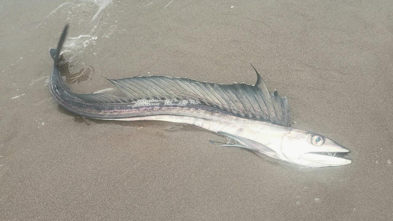 Des poissons cannibales insaisissables de la zone crépusculaire s'échouent sur les plages de l'Oregon et personne ne sait pourquoi