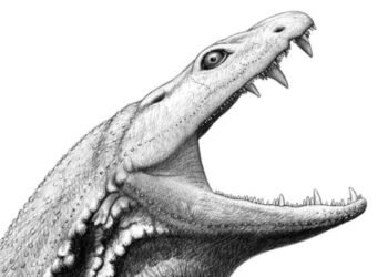 Des scientifiques révèlent le visage d'un "têtard tueur" de 10 pieds qui terrorisait la Terre bien avant les dinosaures