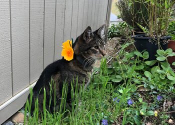 Dimanche avec des onglets le chat, mascotte de blog de maquillage et de beauté, Vol.  759