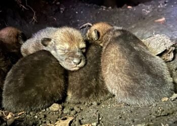 La naissance de louveteaux rouges sauvages apporte de l'espoir aux espèces au bord de l'extinction
