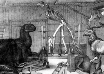 Le premier musée des dinosaures de New York a été saccagé avant même son ouverture.  Le coupable n'est pas celui que nous pensions.