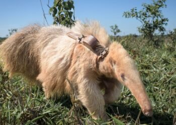 Le seul fourmilier géant albinos connu au monde semble prospérer à l'état sauvage, montrent des photos