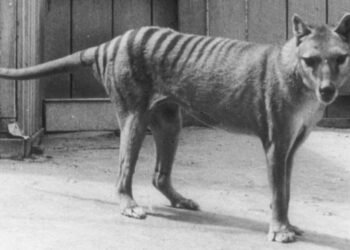 Le tigre de Tasmanie, éteint depuis longtemps, est peut-être encore vivant et rôde dans la nature, selon les scientifiques