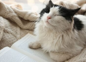 Pourquoi les chats ronronnent-ils ?  |  Sciences en direct