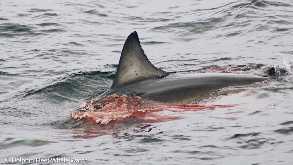 Regardez un grand requin blanc dévorer un phoque au large de Cape Cod, choquant les observateurs de baleines à proximité