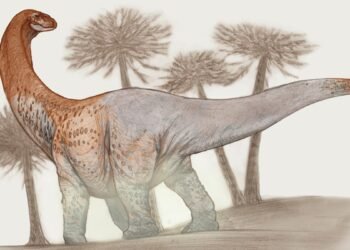 Un énorme dinosaure argentin de 30 mètres de long est si gros que ses fossiles ont brisé la route pendant le transport