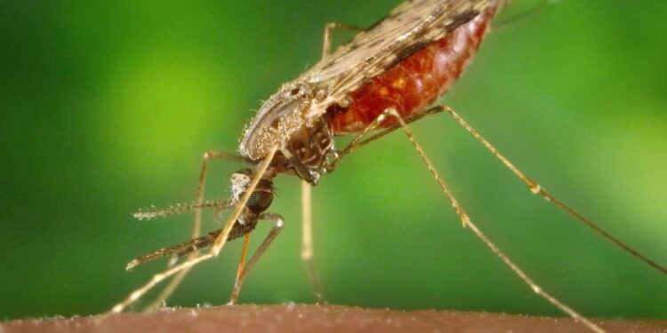 cas-de-paludisme-en-Floride-et-au-Texas-ontjpg