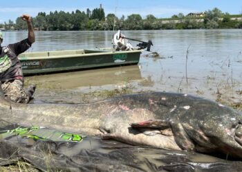 Le gigantesque poisson-chat de 9,4 pieds de long est le plus gros jamais pêché