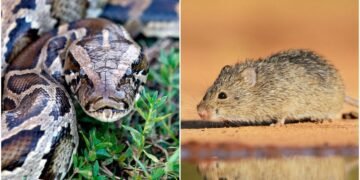 Les pythons birmans aident les rats à prendre le contrôle des Everglades en Floride - et cela pourrait contribuer à propager la maladie