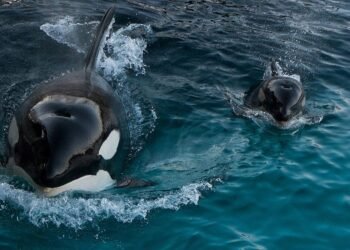 White Gladis l'orque était peut-être enceinte lorsqu'elle a commencé à attaquer des bateaux