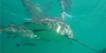 Comment regarder Shark Fest 2023: le mois de programmation centrée sur les requins de National Geographic est de retour