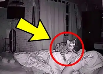 Cat Wont Stop Staring At Dad All Night, Dad Checks Video And Realizes Why