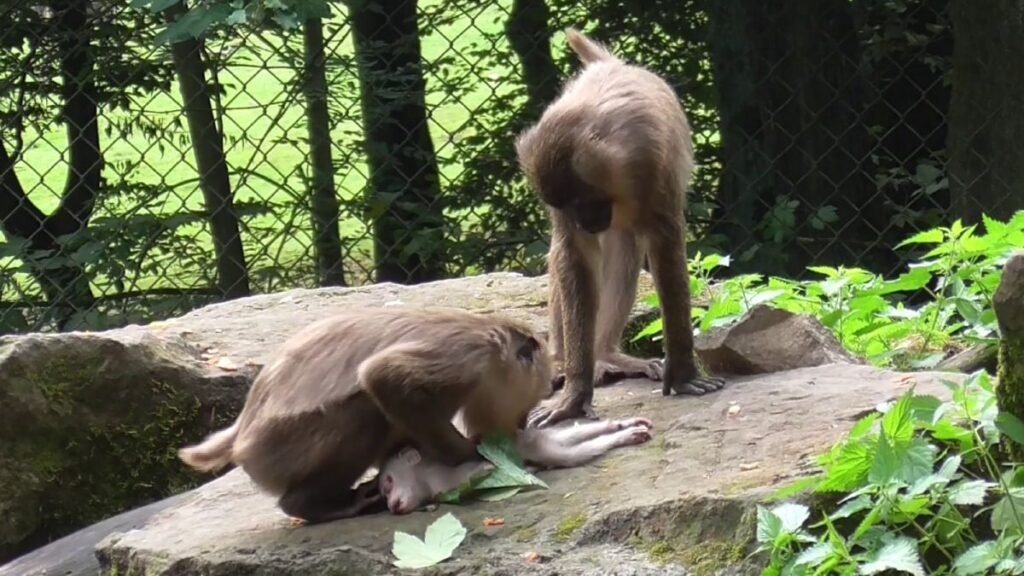 Un-singe-du-zoo-mange-le-cadavre-de-son-bebejpg Un singe du zoo mange le cadavre de son bébé après l'avoir transporté pendant des jours