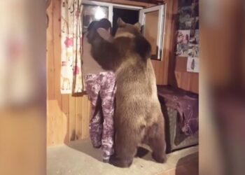 Cute Domestic Bear Wraps Owner In A Big Cuddly 'Bear-Hug' 