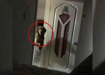 A Man Noticed That His Dog Watched Him Sleep Each Night Then He Realized The Heartbreaking Truth