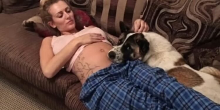 Pregnant Woman’s Dog Wouldn’t Stop Barking At Her Belly Then She Realized It Was Trying To Warn Her – Thebuzzly