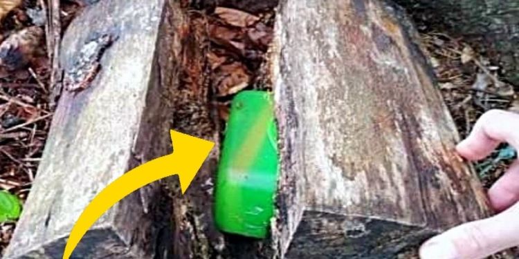 Ex Police Dog Keeps Barking At Tree, Dad Finds A Lot More Than Wood Inside – Thebuzzly