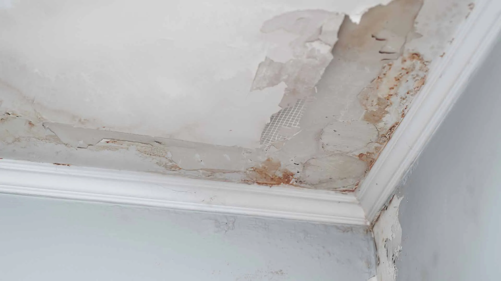 moisissure au plafond