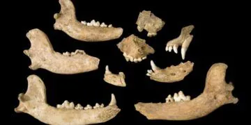 Les colons de Jamestown ont tué et mangé les chiens des Amérindiens