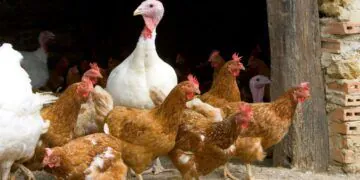 La souche de grippe aviaire H5N1 frappe la 1ère personne aux États-Unis
