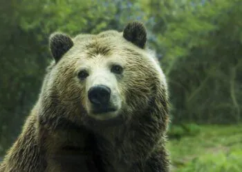 Les pièces Meme comme DOGE et SHIB ne parviennent pas à prendre de l'élan alors que les marchés de la cryptographie commencent à rebondir BlockBlog