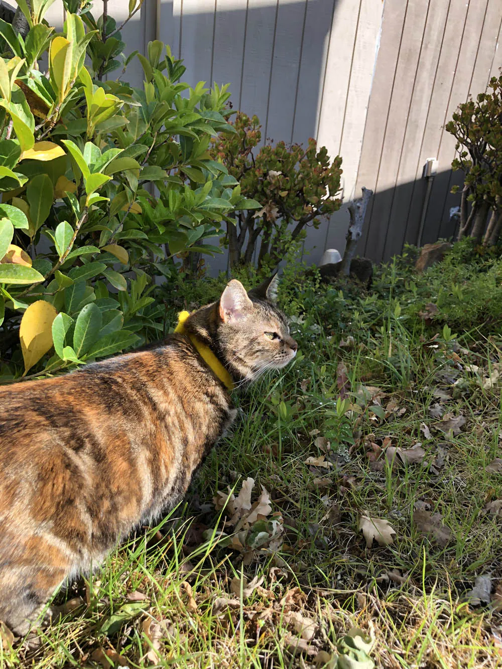 Sundays With Tabs the Cat, Makeup and Beauty Blog Mascotte, Vol. 708