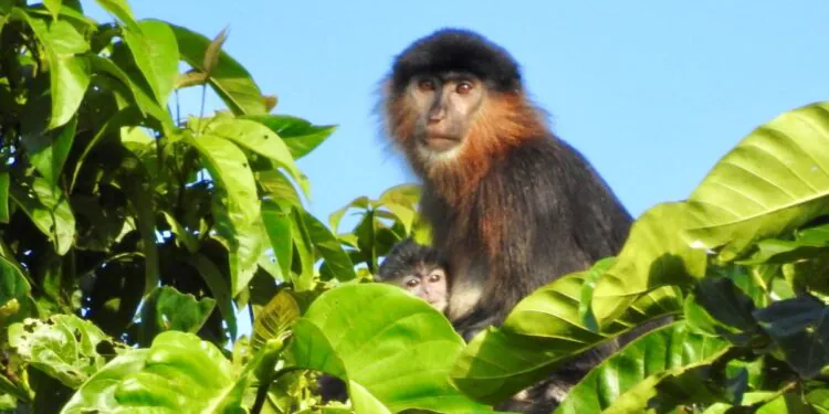 Bornéo a un « singe mystère » hybride, et les chercheurs sont inquiets