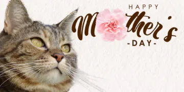 Sundays With Tabs the Cat, Makeup and Beauty Blog Mascotte, Vol. 709