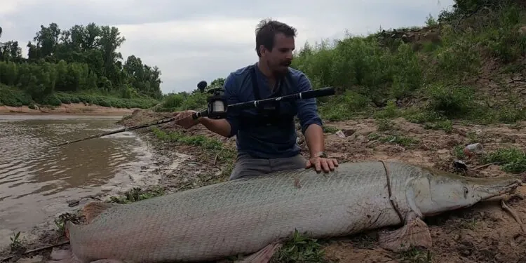 Colossal alligator gar de 300 livres capturé (et relâché) dans le bayou du Texas