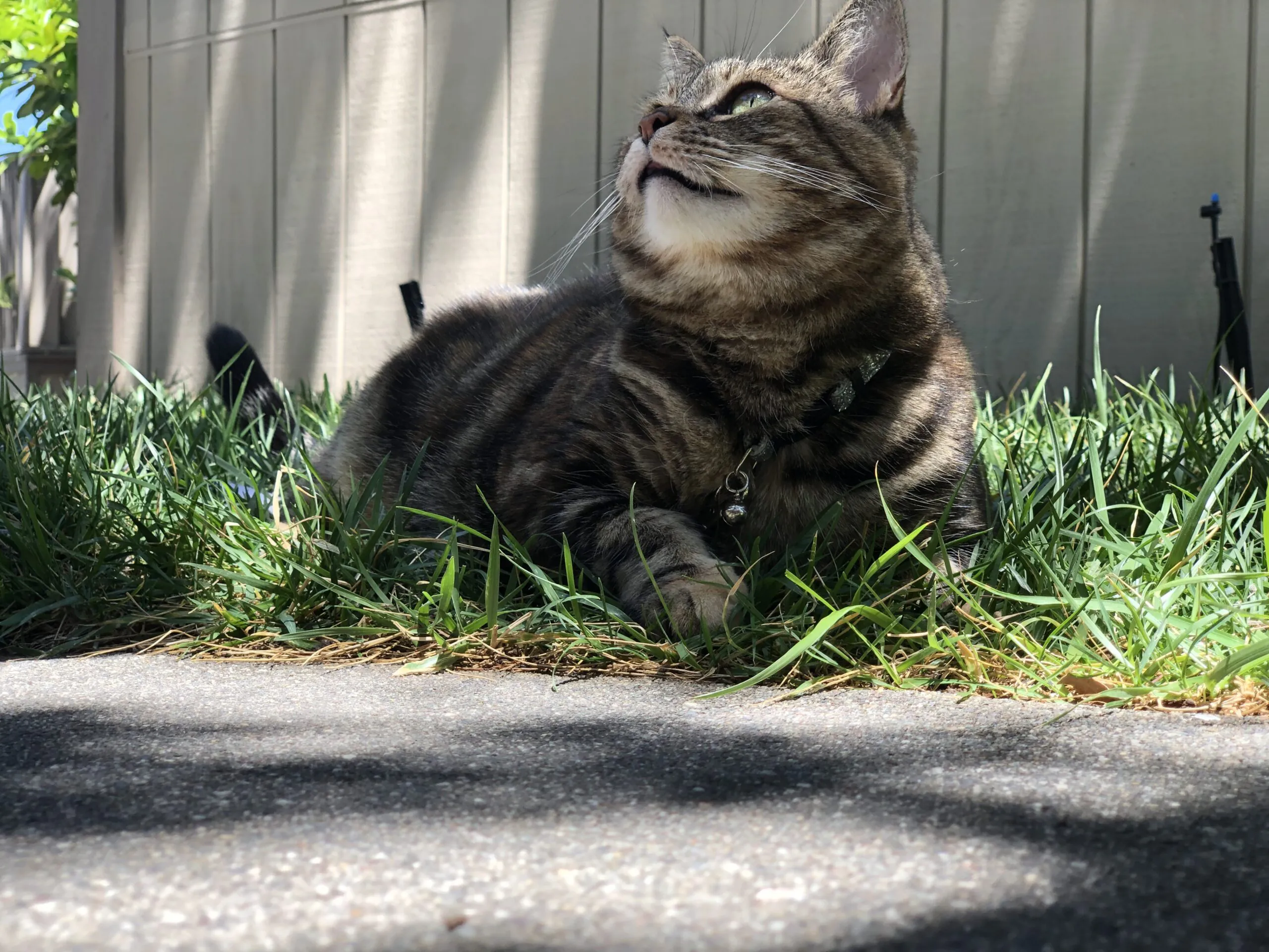 Dimanche avec des onglets le chat, mascotte de blog de maquillage et de beauté, Vol.  711