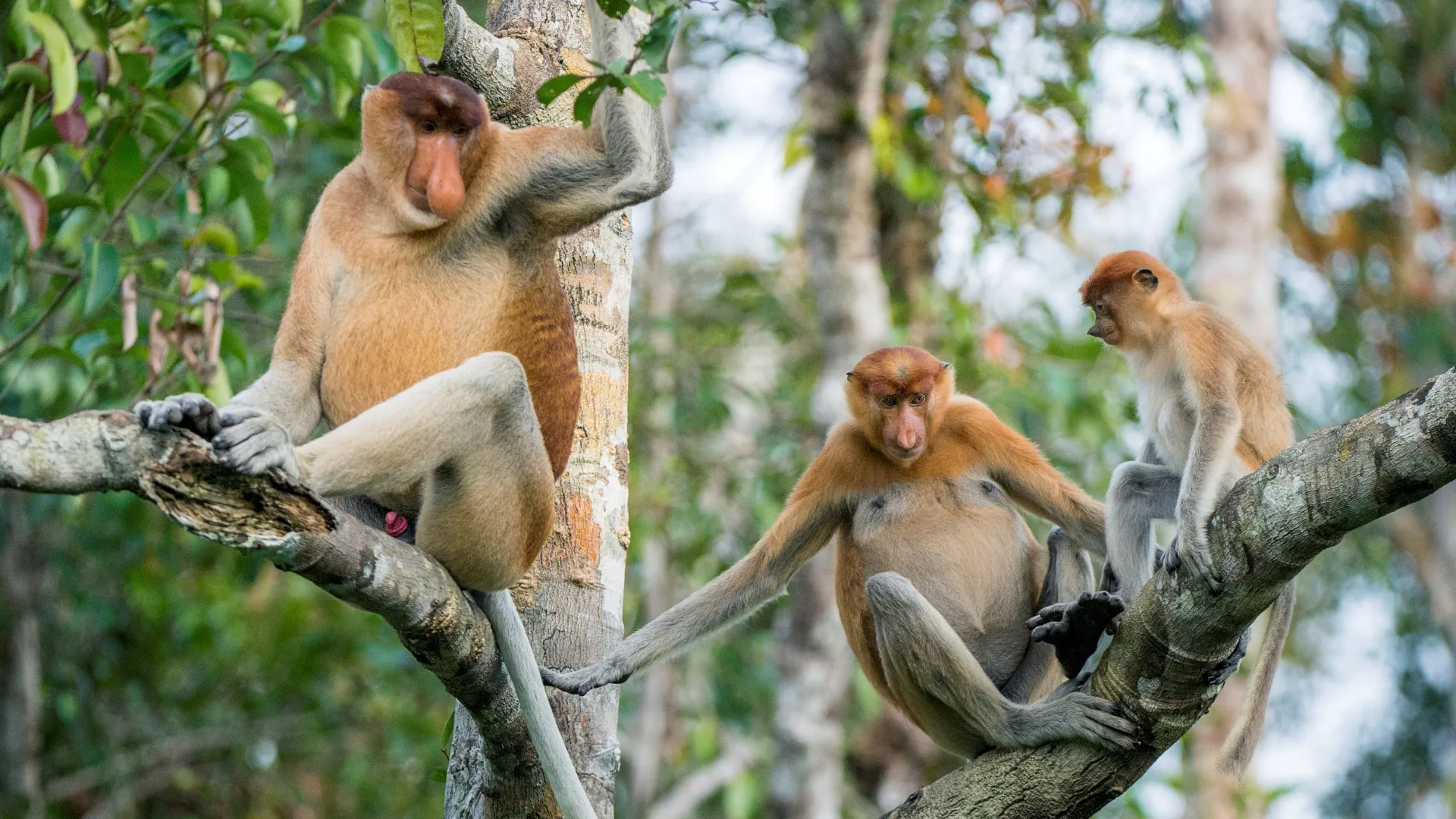 Une famille de singes proboscis dans un arbre à Bornéo.