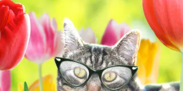  Dimanche avec des onglets le chat, mascotte de blog de maquillage et de beauté, Vol.  711