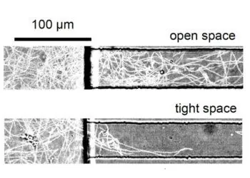 bactéries université d’hawaï lynch et al aldkjsalkdasj