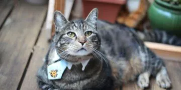 Sundays With Tabs the Cat, Makeup and Beauty Blog Mascotte, Vol. 708