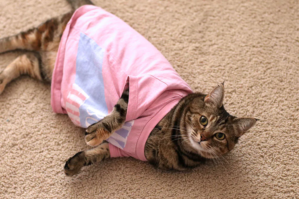 Dimanche avec des onglets le chat, mascotte de blog de maquillage et de beauté, vol.  713