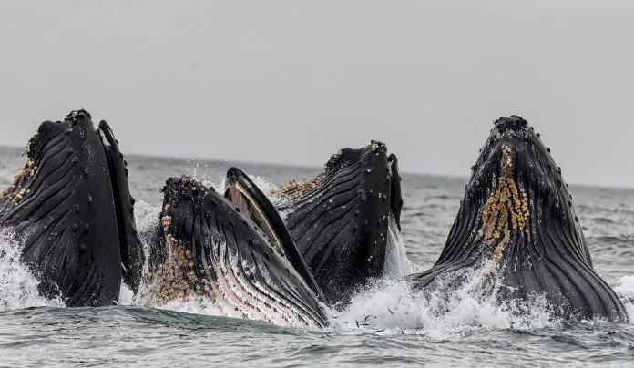 Les baleines immortelles de Diablo manquent les prix Bitcoin les moins chers depuis des années BlockBlog