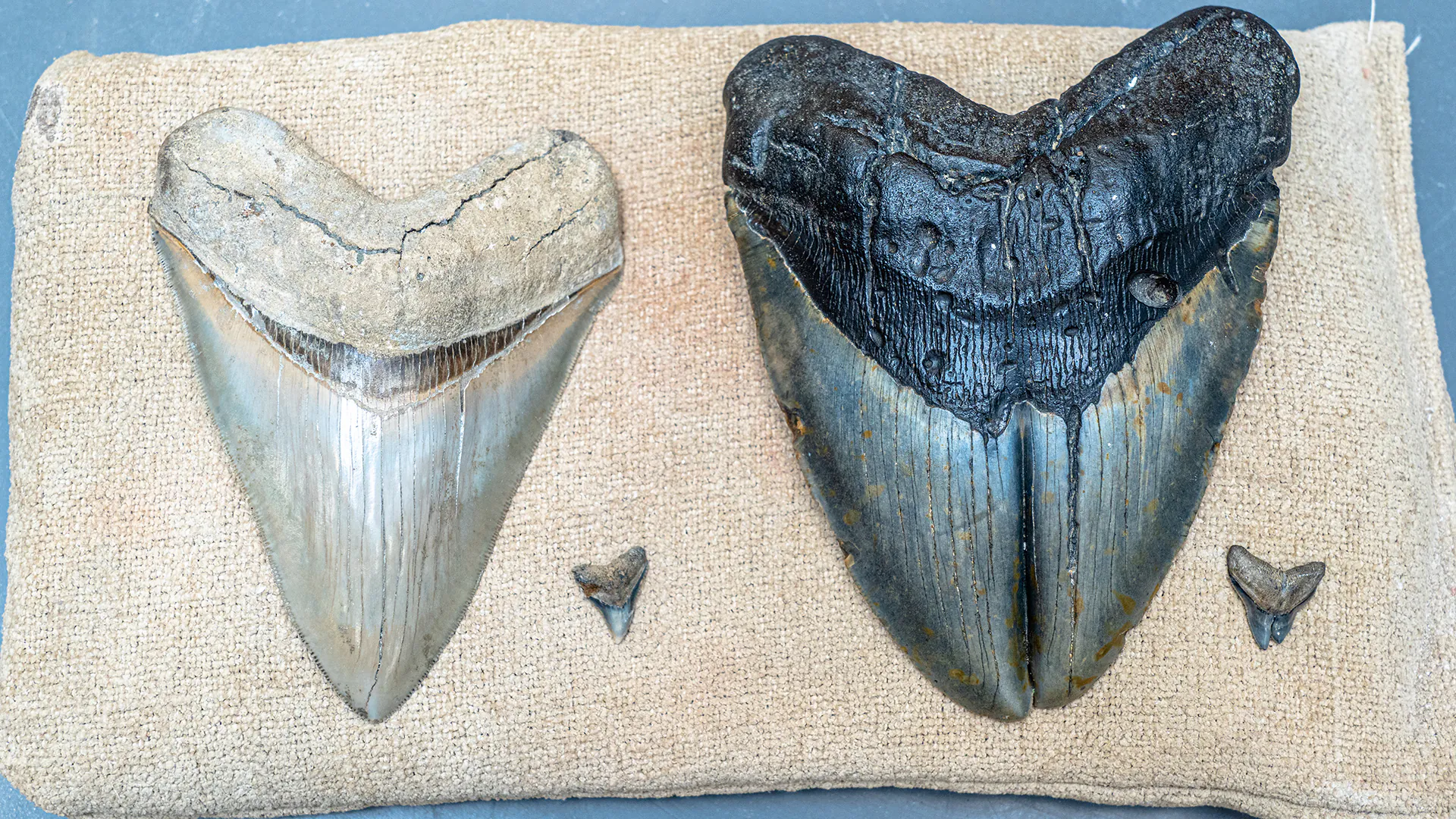 Dents normales à côté de dents déformées de deux espèces de requins : l'Otodus megalodon éteint et le Carcharhinus leucas, qui existe encore aujourd'hui.