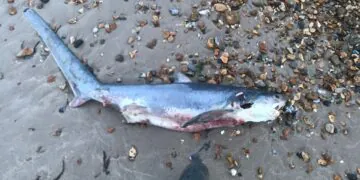 Un bébé requin mort qui s'est échoué sur une plage britannique a probablement été avorté par sa mère