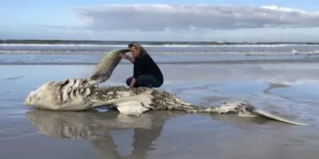 Les épaulards massacrent les grands requins blancs près du Cap.