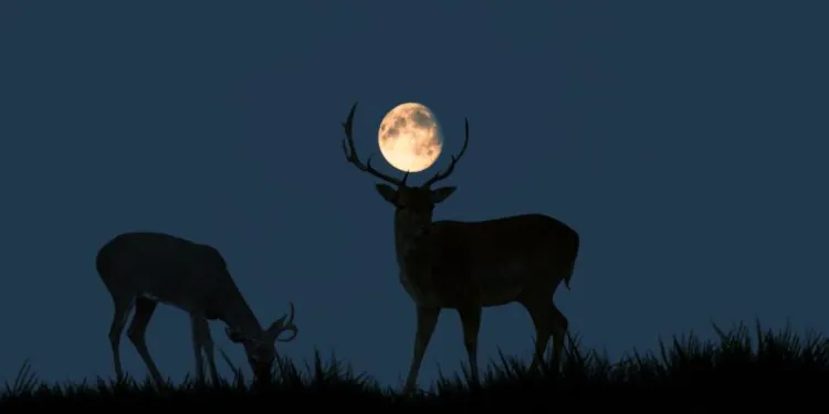 Regardez l'ascension complète de "Buck Supermoon" le 13 juillet