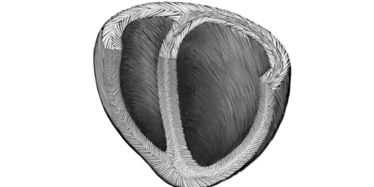 Des scientifiques développent un modèle de structure hélicoïdale cardiaque qui pourrait aider à créer un cœur artificiel