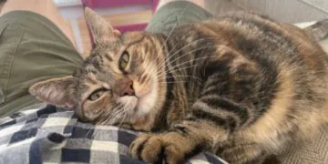  Dimanche avec des onglets le chat, mascotte de blog de maquillage et de beauté, vol.  719