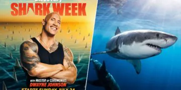 Guide de streaming Shark Week: Comment regarder Shark Week 2022